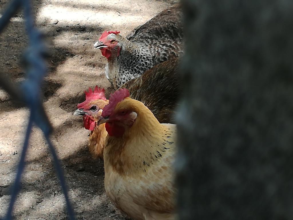 Pousada Cote Sud São Miguel dos Milagres エクステリア 写真